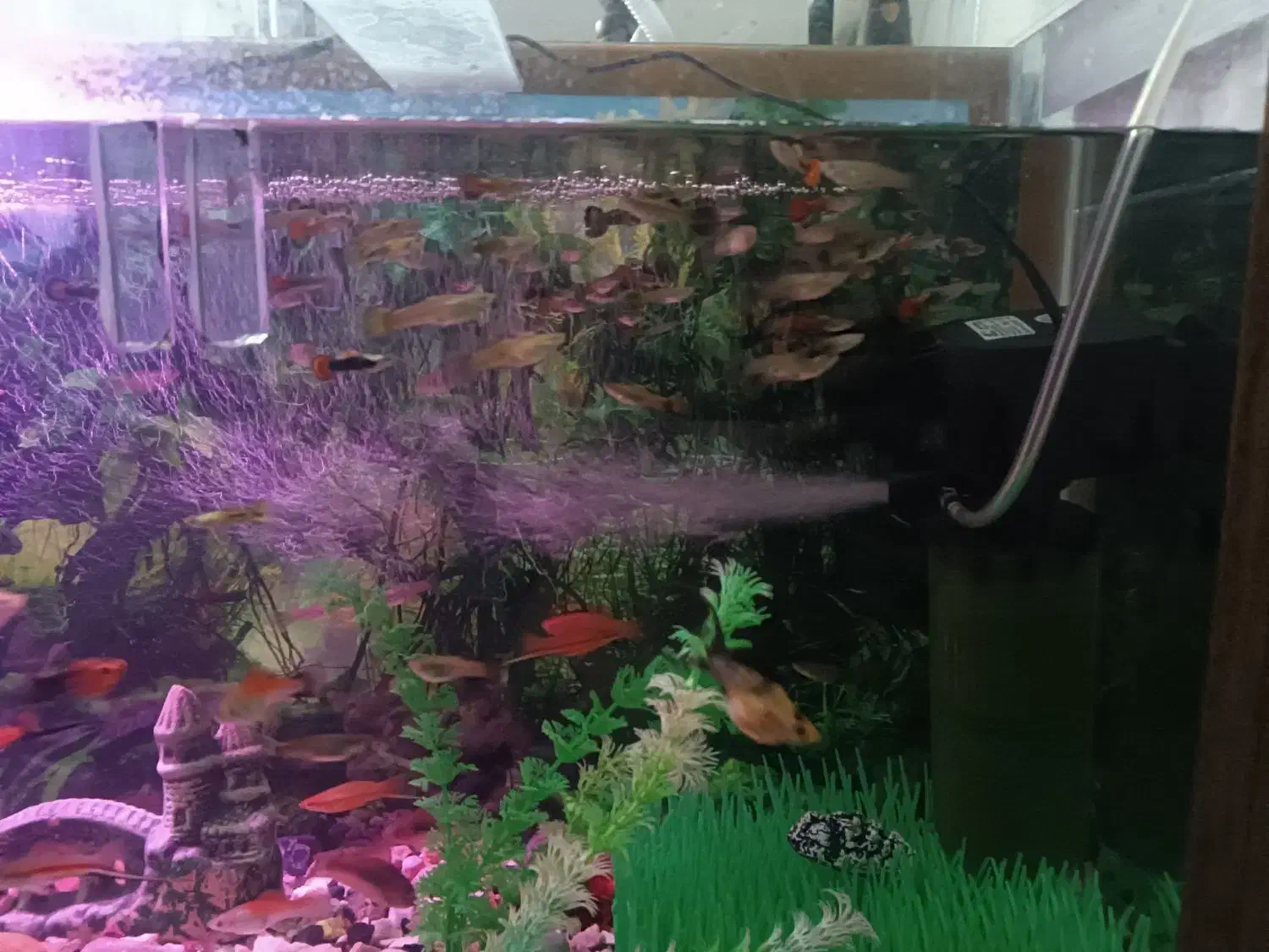 گپی و گپی گاوی|ماهی|قوچان, |دیوار