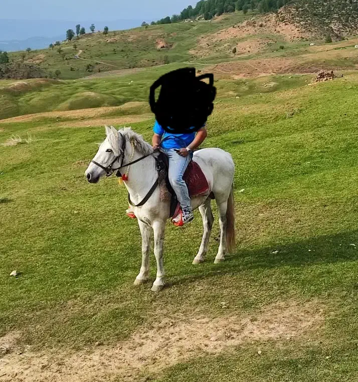 اسب نریان|اسب و تجهیزات اسب‌سواری|گنبد کاووس, |دیوار