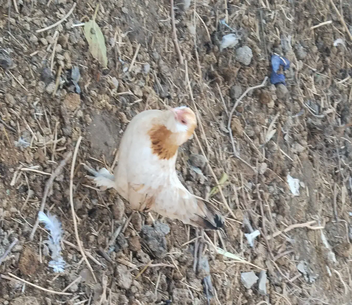 مرغ خروس مینیاتوری|حیوانات مزرعه|ملکان, |دیوار