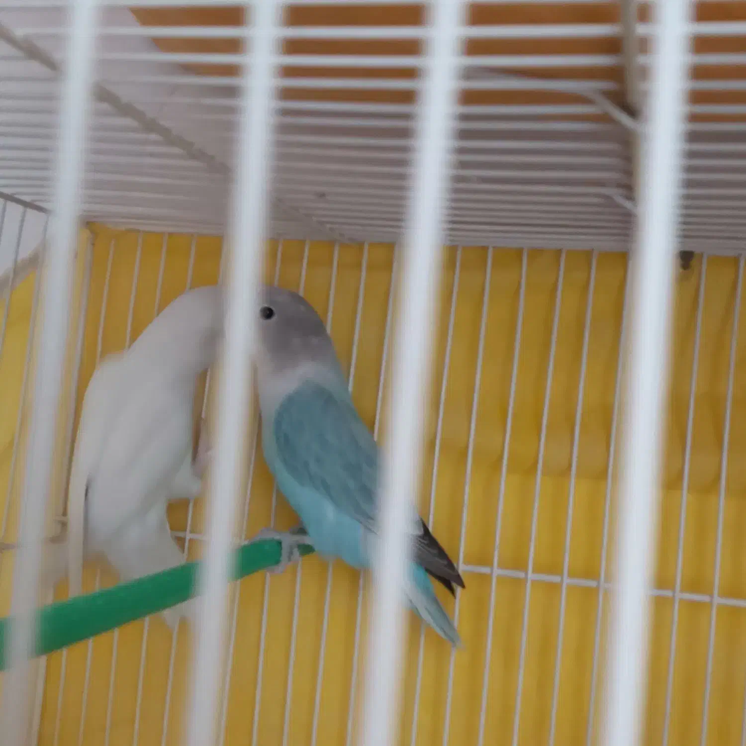 کوتوله برزیلی جفت خوشرنگ|پرنده|مشهد, تلگرد|دیوار