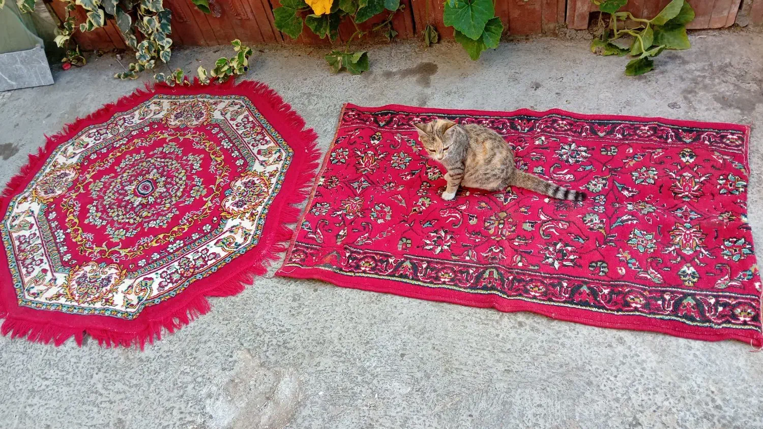 تعدادی پادری|فرش|فریدونکنار, |دیوار