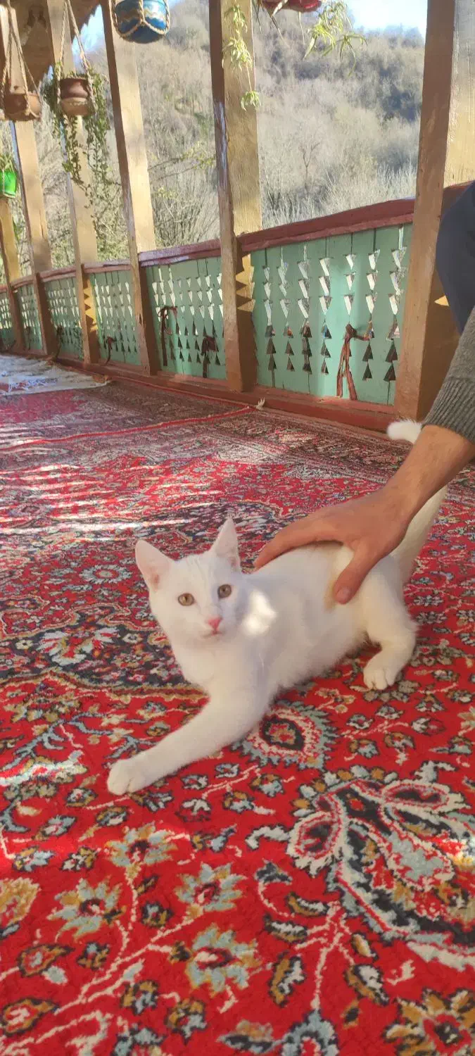 گربه سفید|گربه|سیاهکل, |دیوار