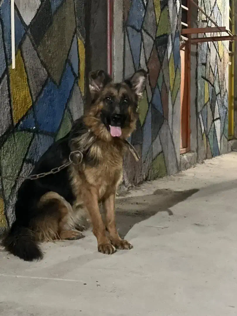 سگ ژرمن ماده اصیل|سگ|تهران, قیطریه|دیوار