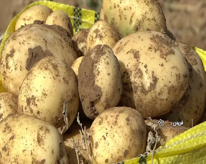 سیب زمینی|عمدهفروشی|دوتپه, |دیوار