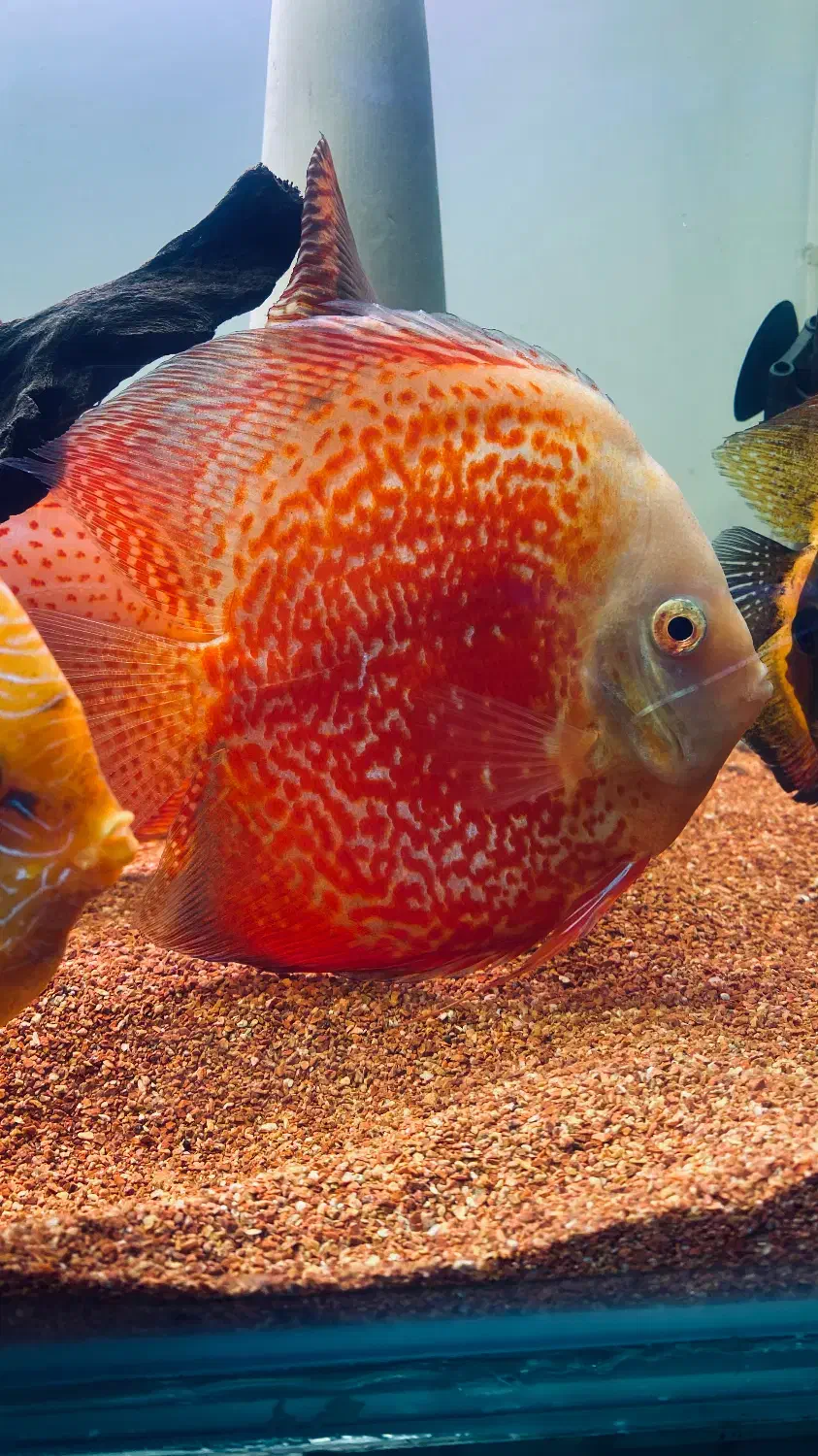 دیسکس وارداتی مولد|ماهی|کرج, گوهردشت|دیوار