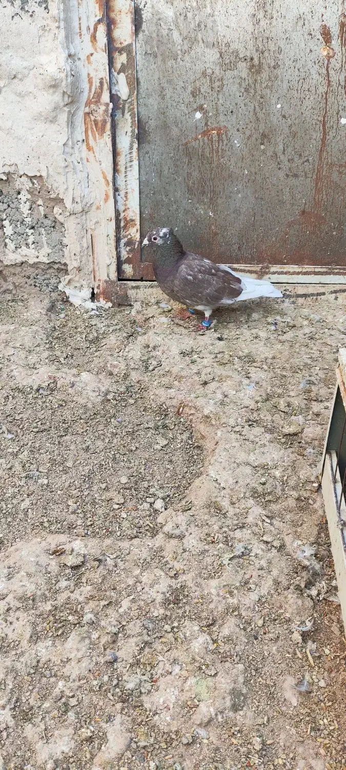 کبوتر|پرنده|خواف, |دیوار