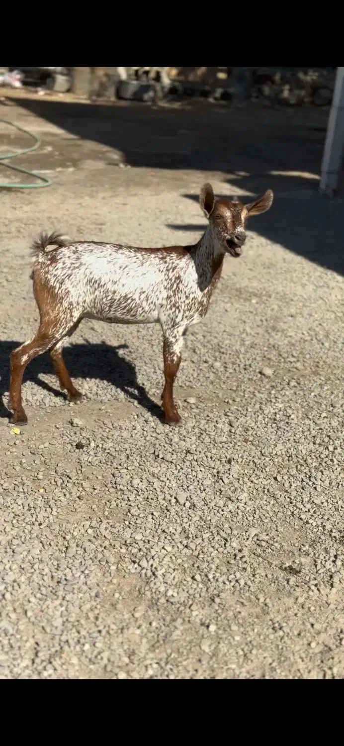 بز بوئر و عمانی|حیوانات مزرعه|کرج, گلشهر|دیوار