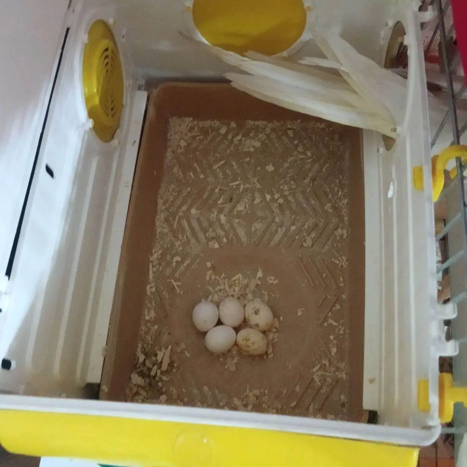 عروس هلندی|پرنده|هشتگرد, شهرک وحدت|دیوار