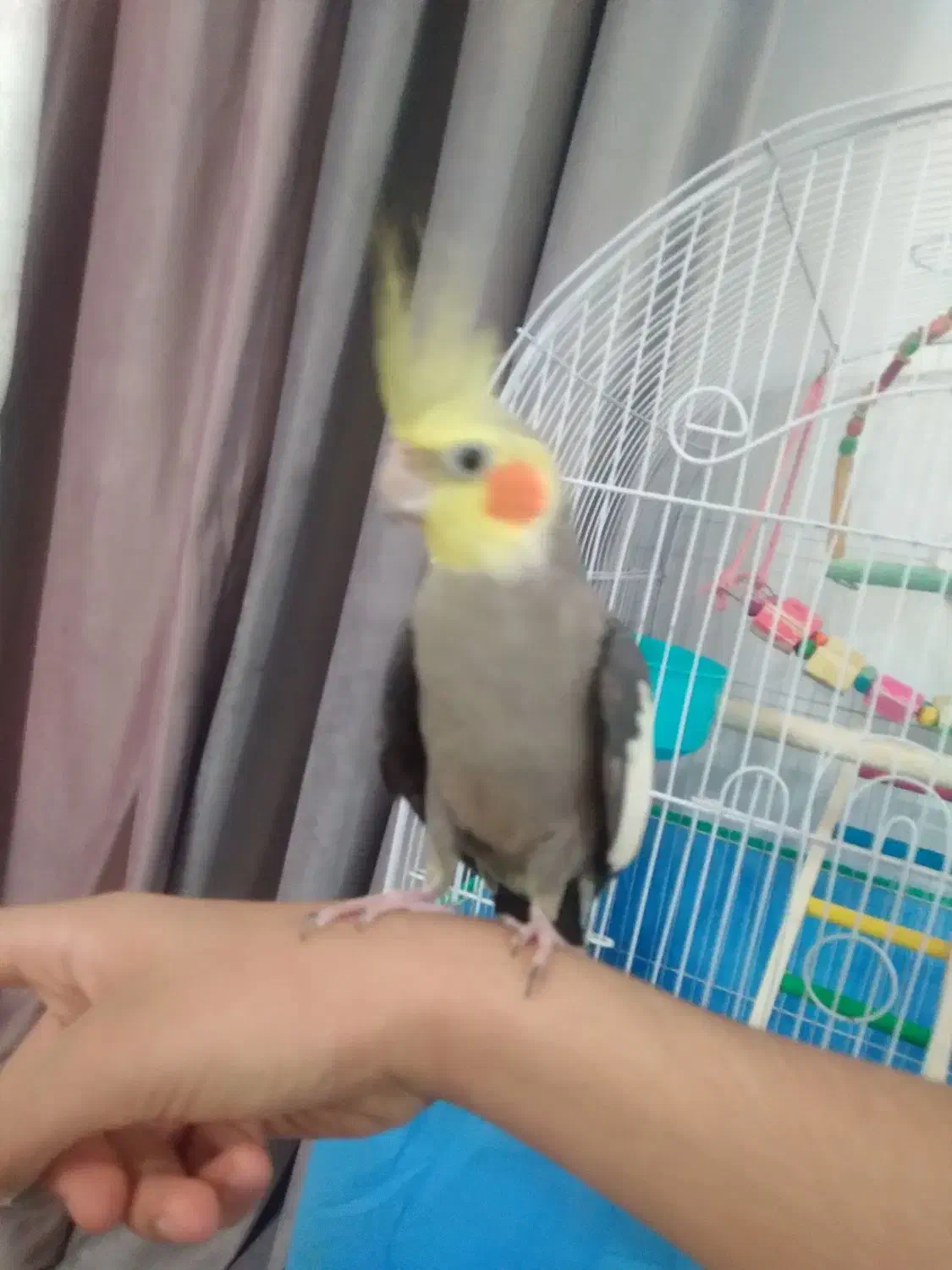 عروس هلندی|پرنده|ساوه, |دیوار