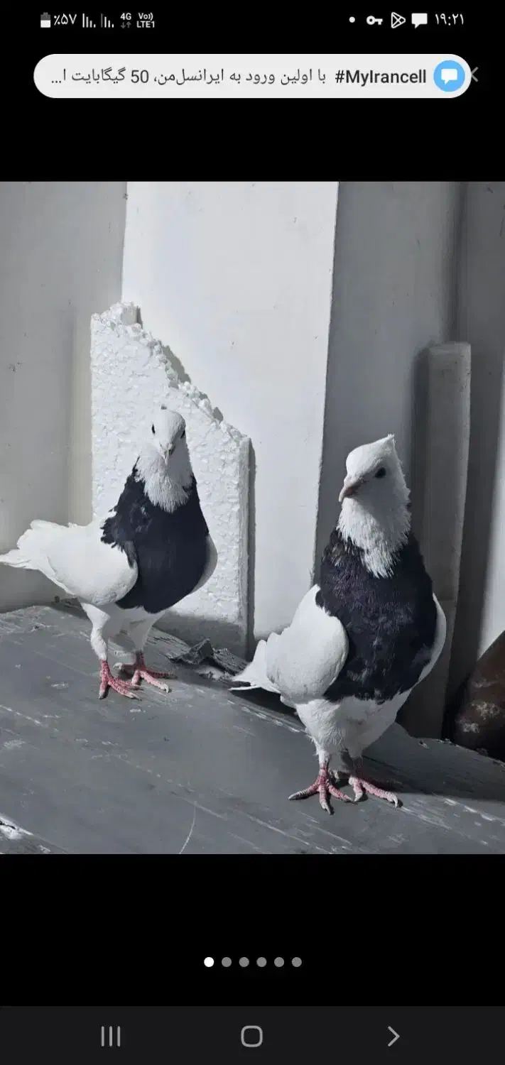 کبوتر|پرنده|ایلام, |دیوار