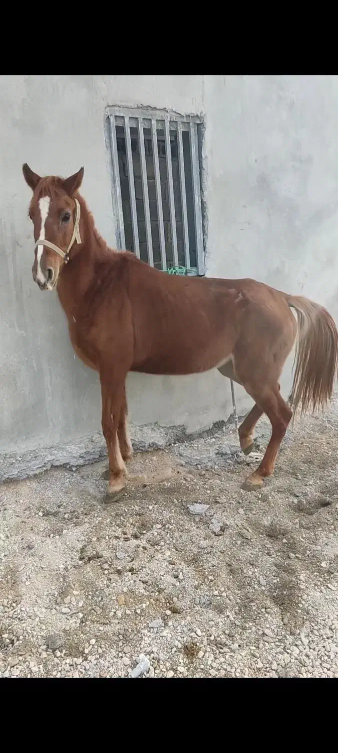 اسب|اسب و تجهیزات اسب‌سواری|جم, |دیوار