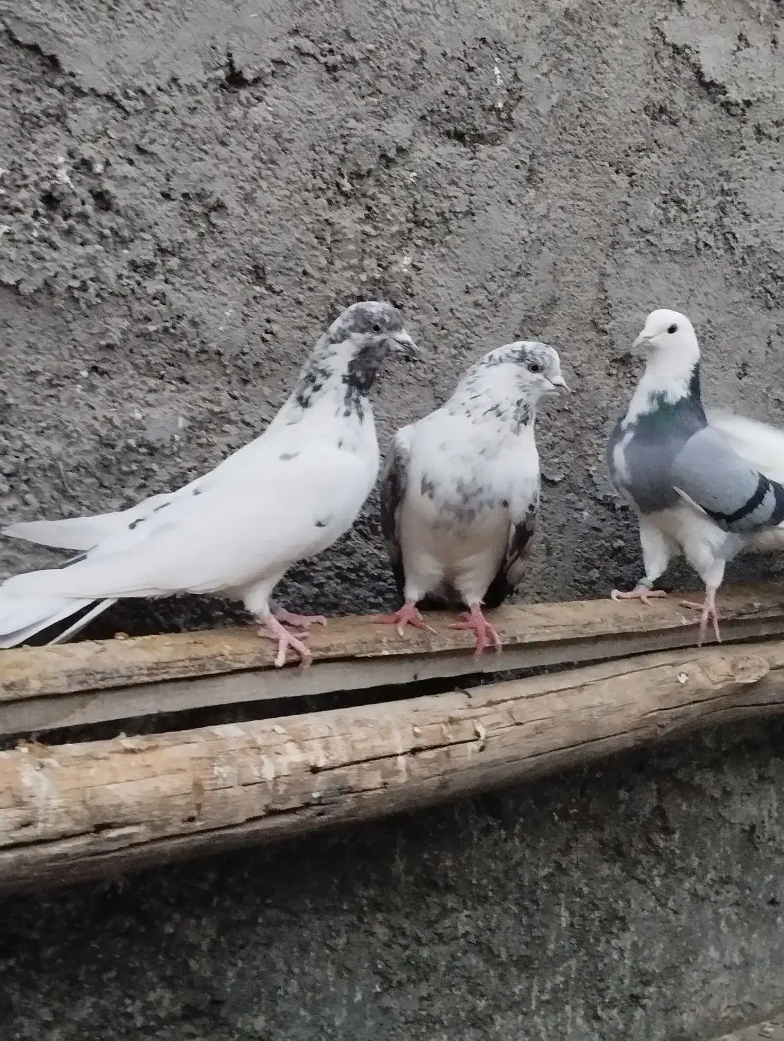 تهرانی|پرنده|شاهرود, |دیوار