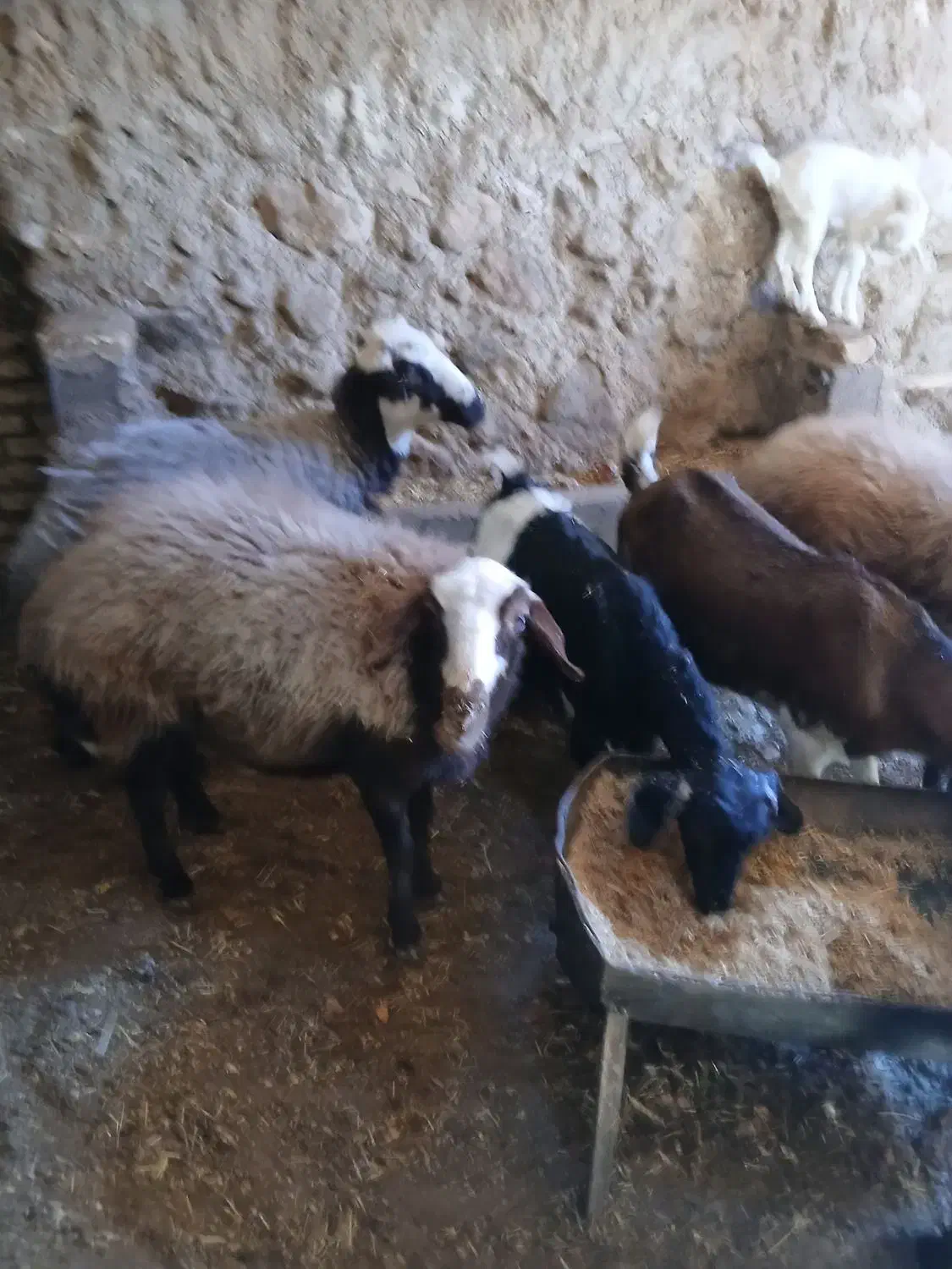 بز وکره|حیوانات مزرعه|تفت, |دیوار