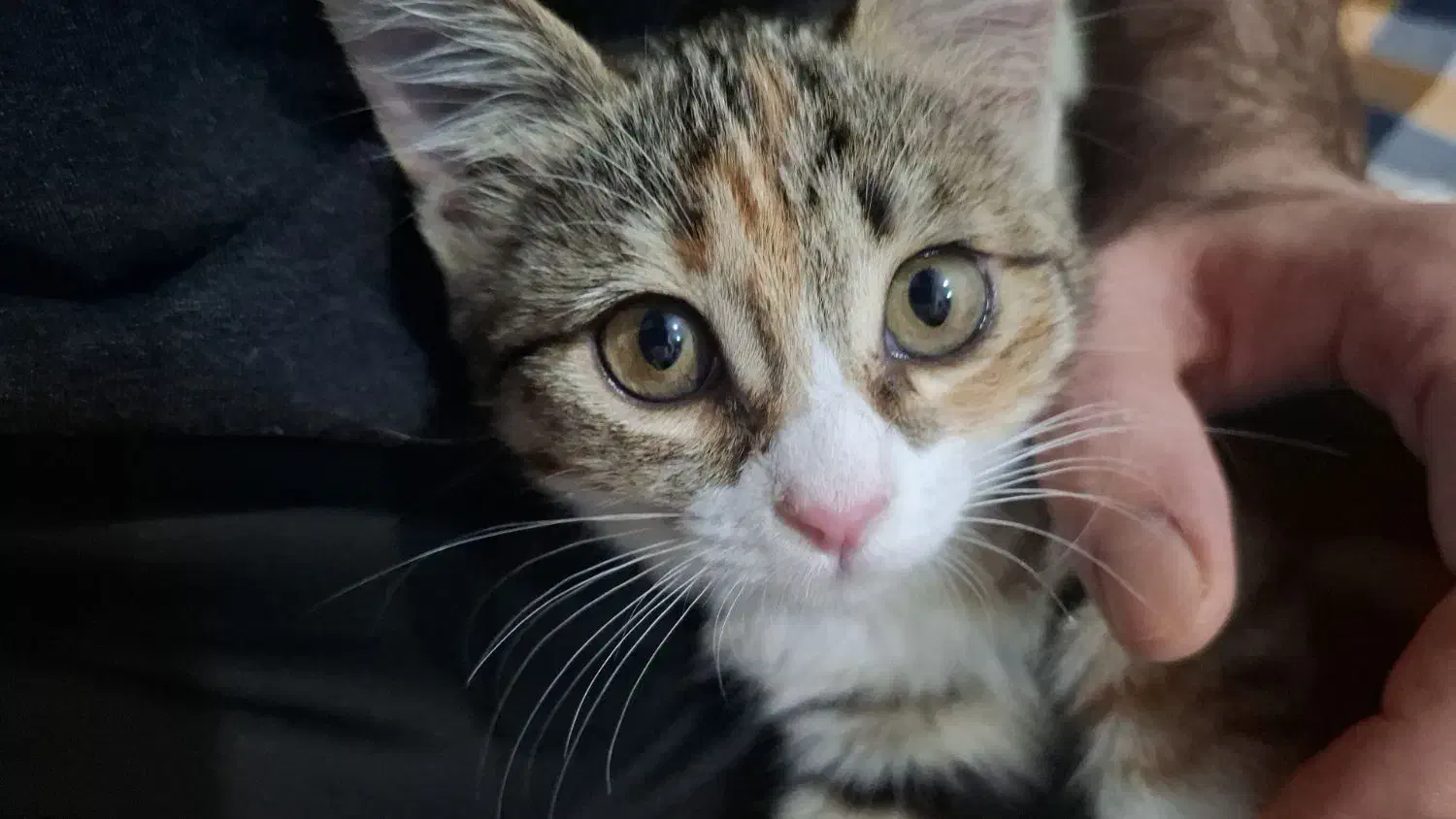 واگذاری گربه|گربه|اردکان, |دیوار