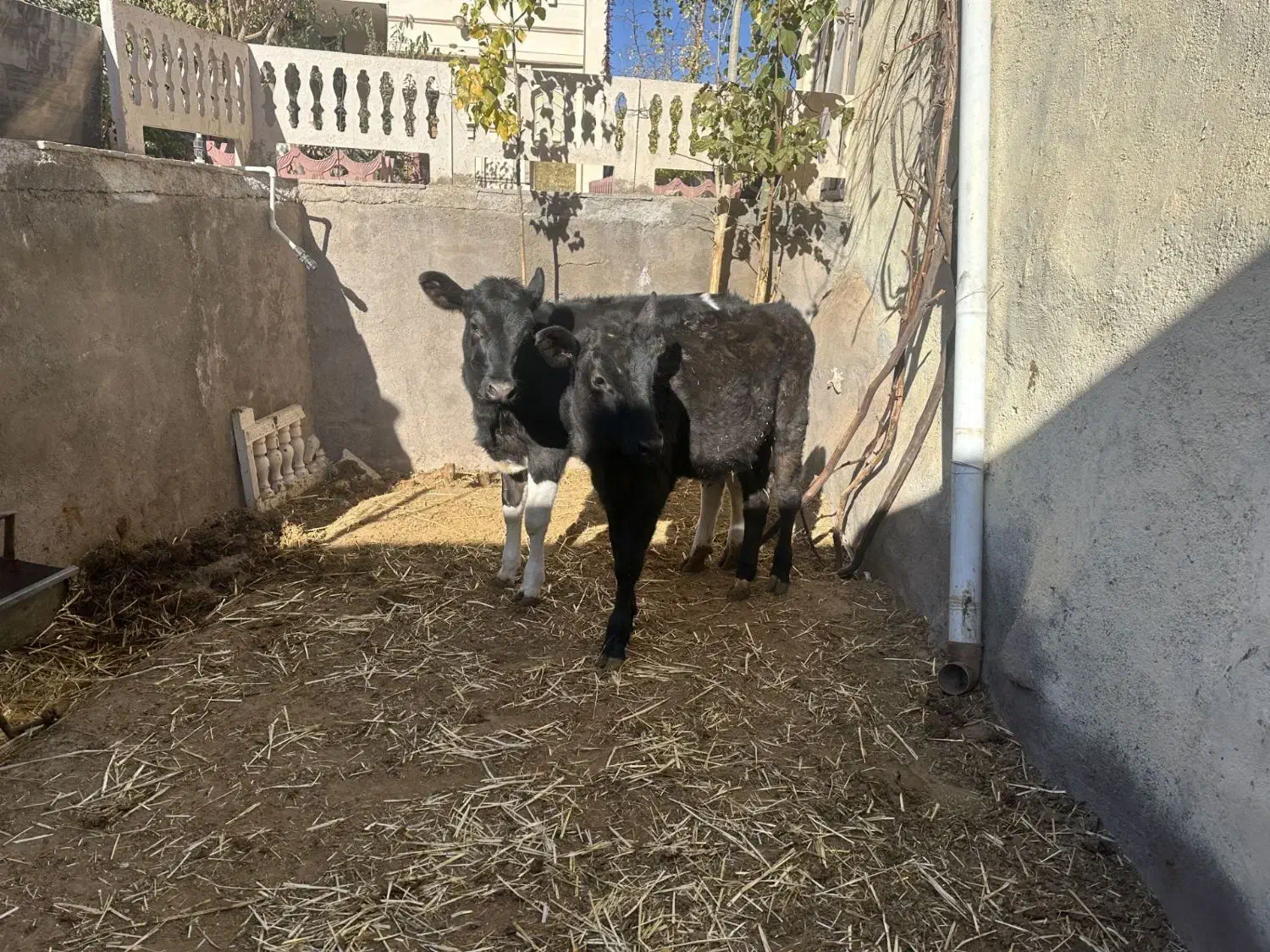 گوساله ماده|حیوانات مزرعه|باخزر, |دیوار