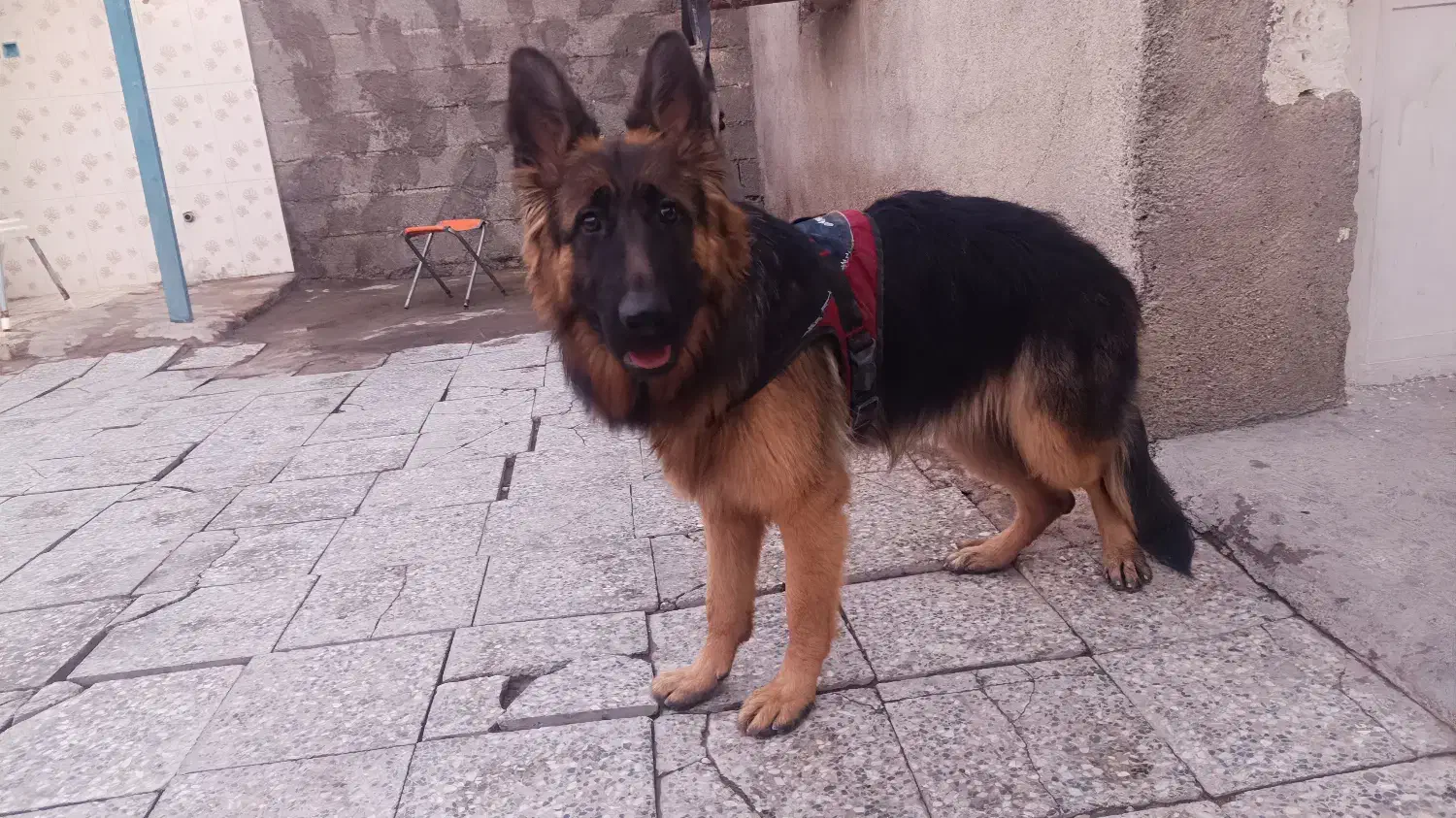 حیوانات خونه|سگ|دزفول, |دیوار