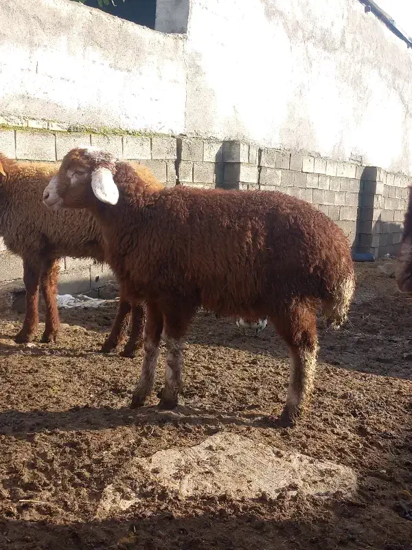 بره نر فروشی|حیوانات مزرعه|سنگدوین, |دیوار