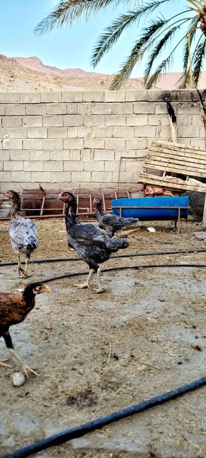 خروس و مرغ لاری اصل|حیوانات مزرعه|فراشبند, |دیوار