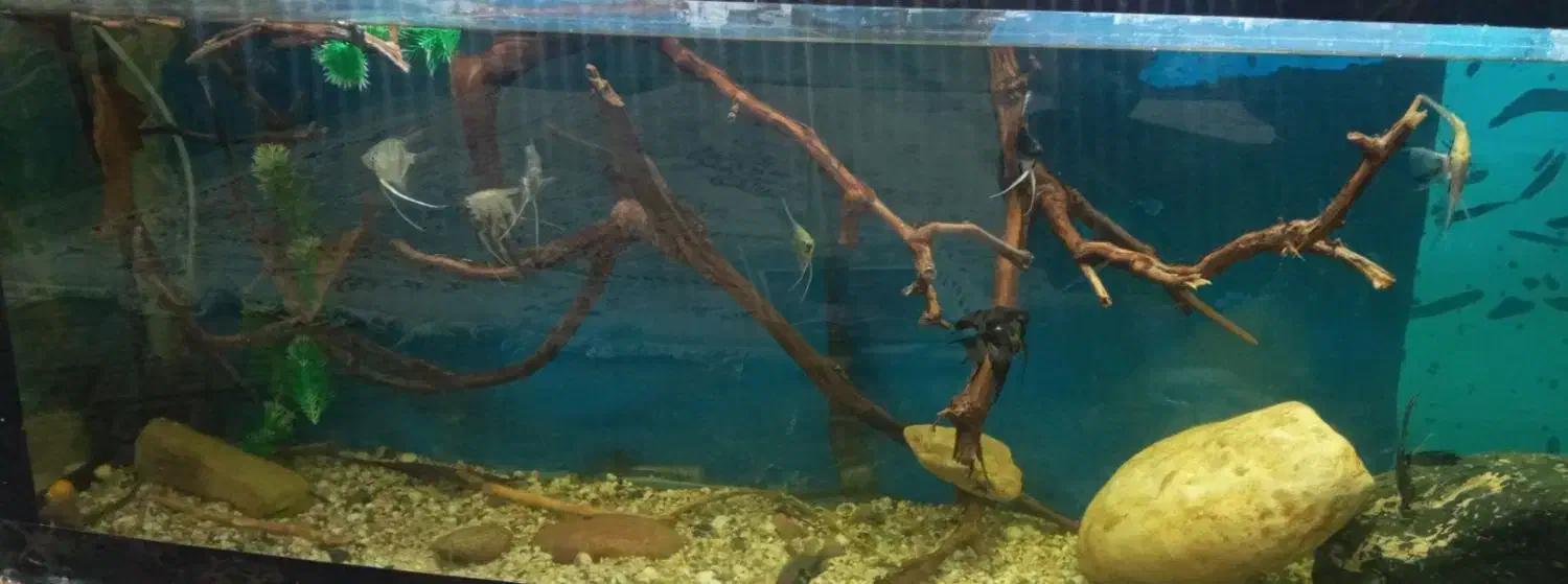 ماهی و آکواریوم|ماهی|ورامین, ورامین|دیوار