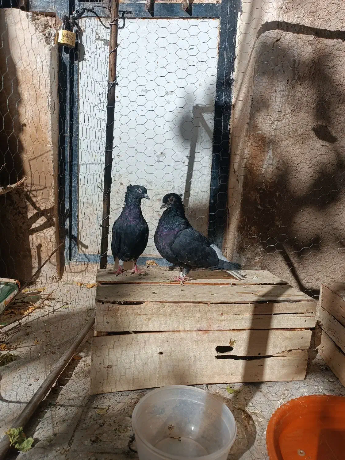 یک جفت دم سفید|پرنده|اسفراین, |دیوار