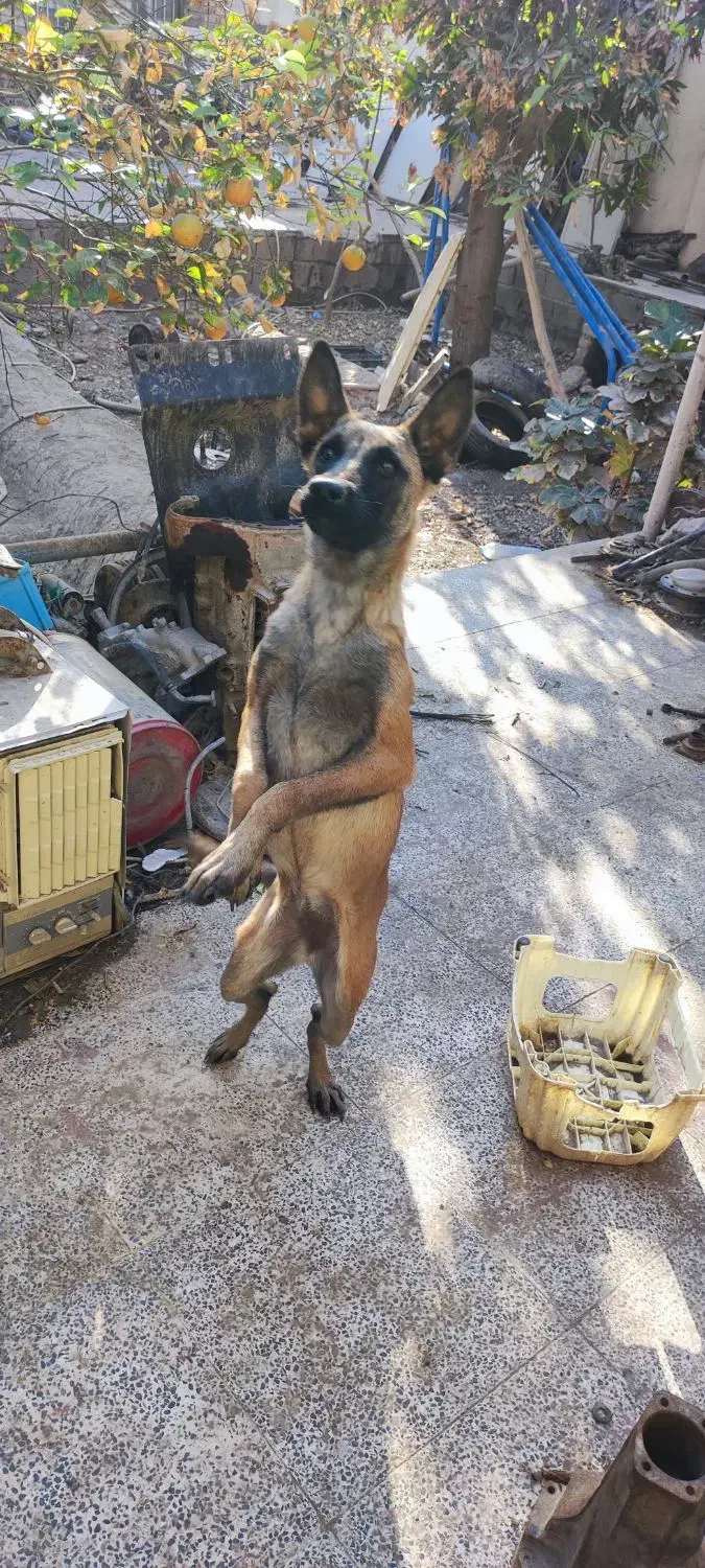 توله سگ مالینویز ماده|سگ|جیرفت, |دیوار