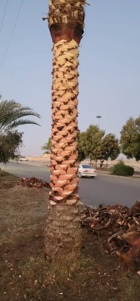 انجامه تمام کار های نخل او باغچه او علف زنی|خدمات باغبانی و درختکاری|شادگان, |دیوار