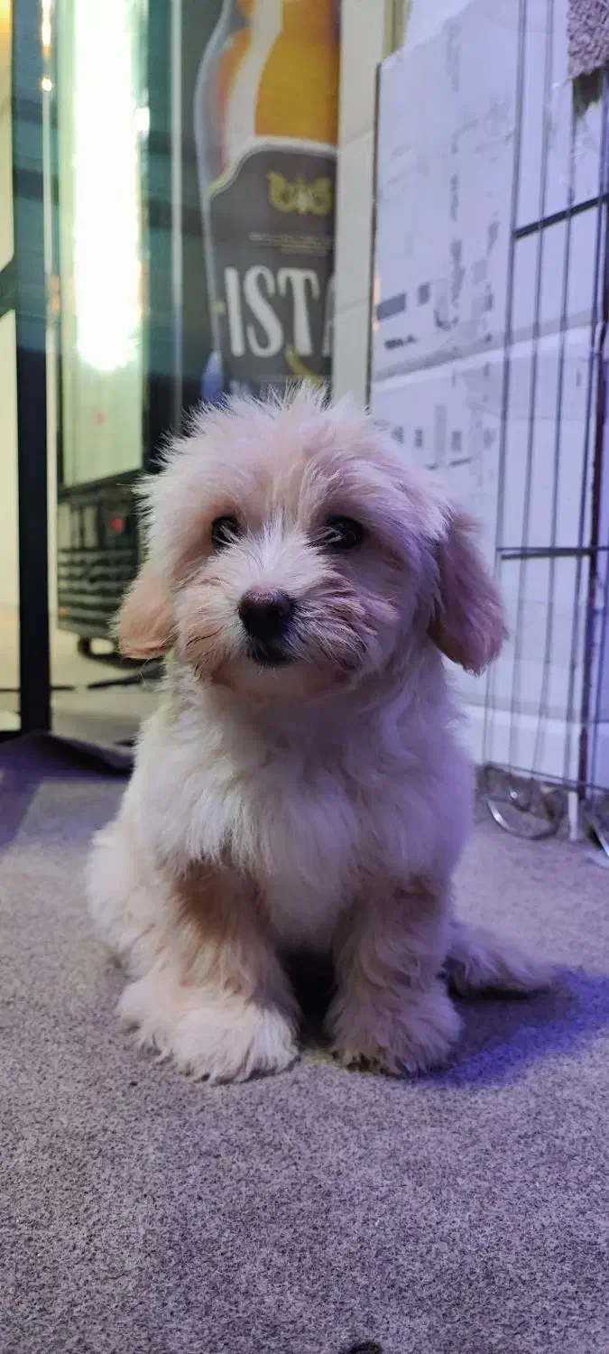 سگ پامر شیتزو|سگ|فشاپویه, |دیوار