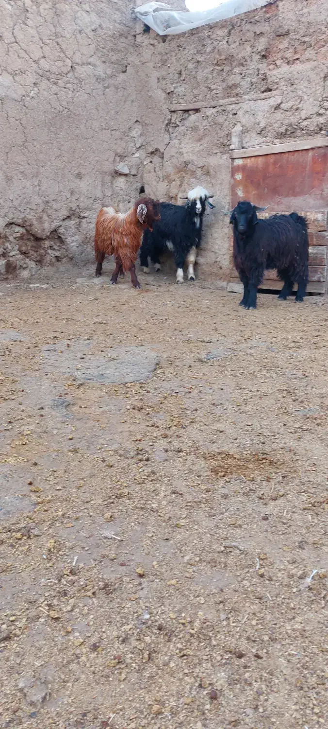 بزغاله نر|حیوانات مزرعه|کرمانشاه, |دیوار