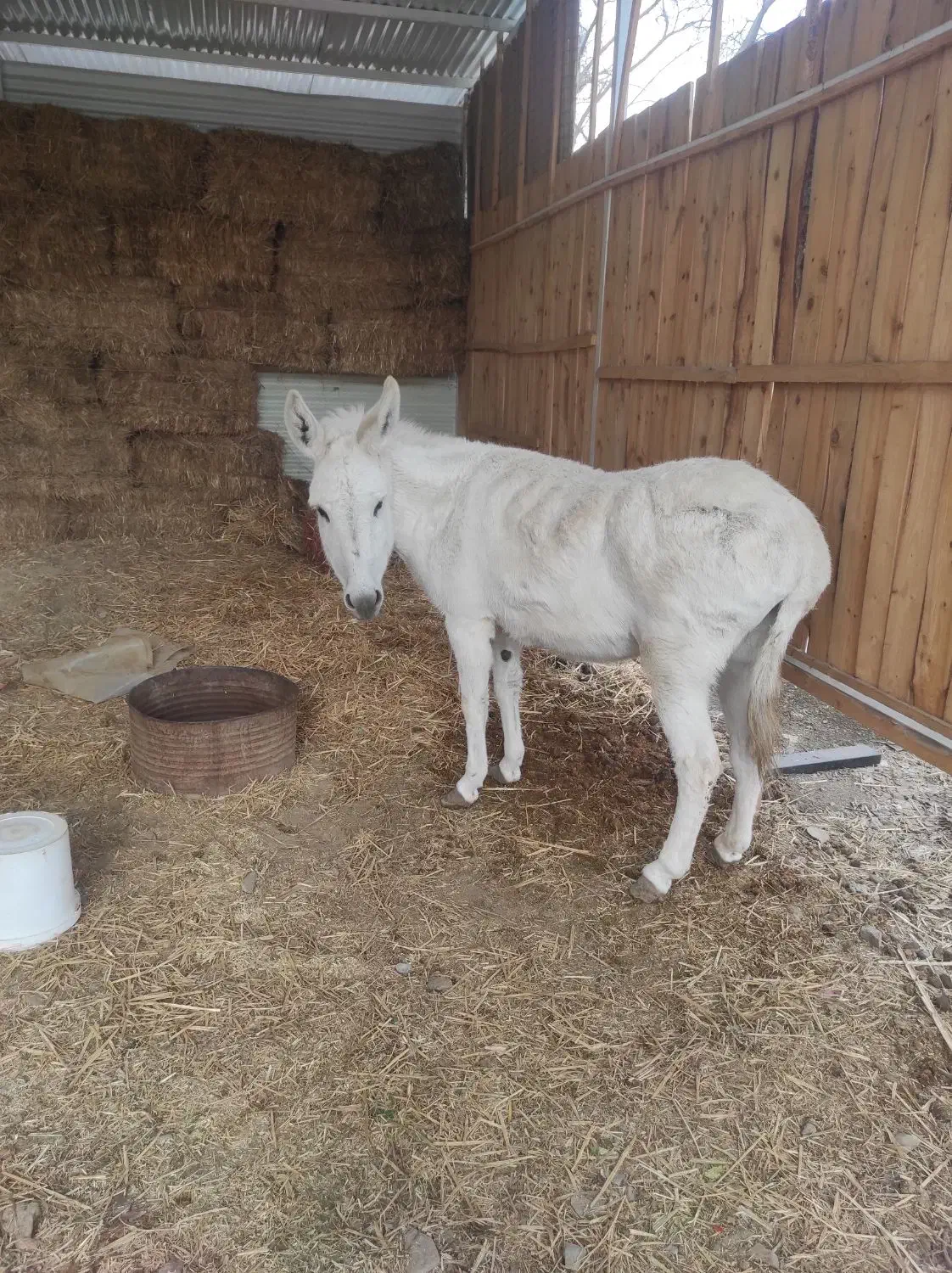خر ماده|حیوانات مزرعه|مشهد, کوی پلیس|دیوار