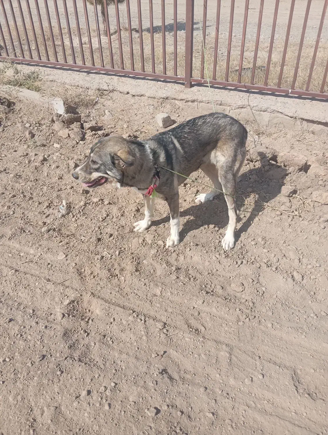 فریمان|سگ|فریمان, |دیوار