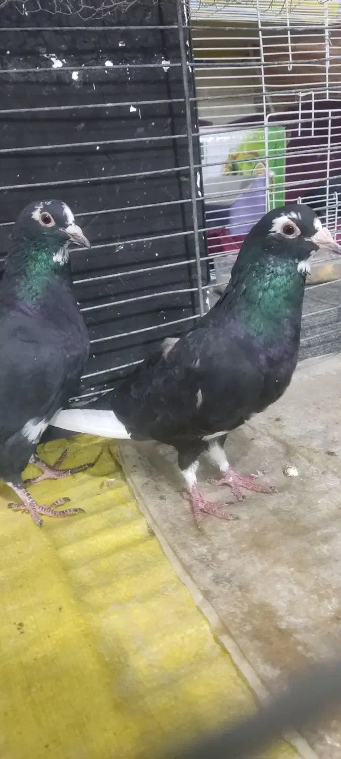 جفت پلنگ|پرنده|زرند, |دیوار