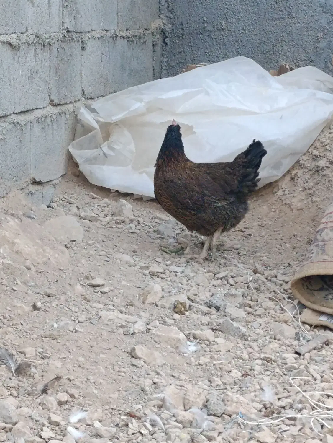 فروش و معاوضه مرغ جهادی کپ شوباغاز|حیوانات مزرعه|اصفهان, محمودآباد|دیوار