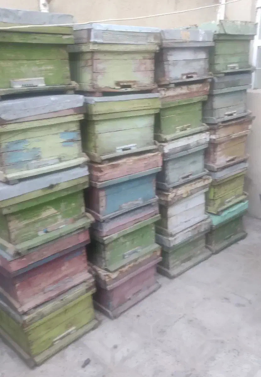 زنبور|حیوانات مزرعه|اصفهان, باغ نگاره|دیوار