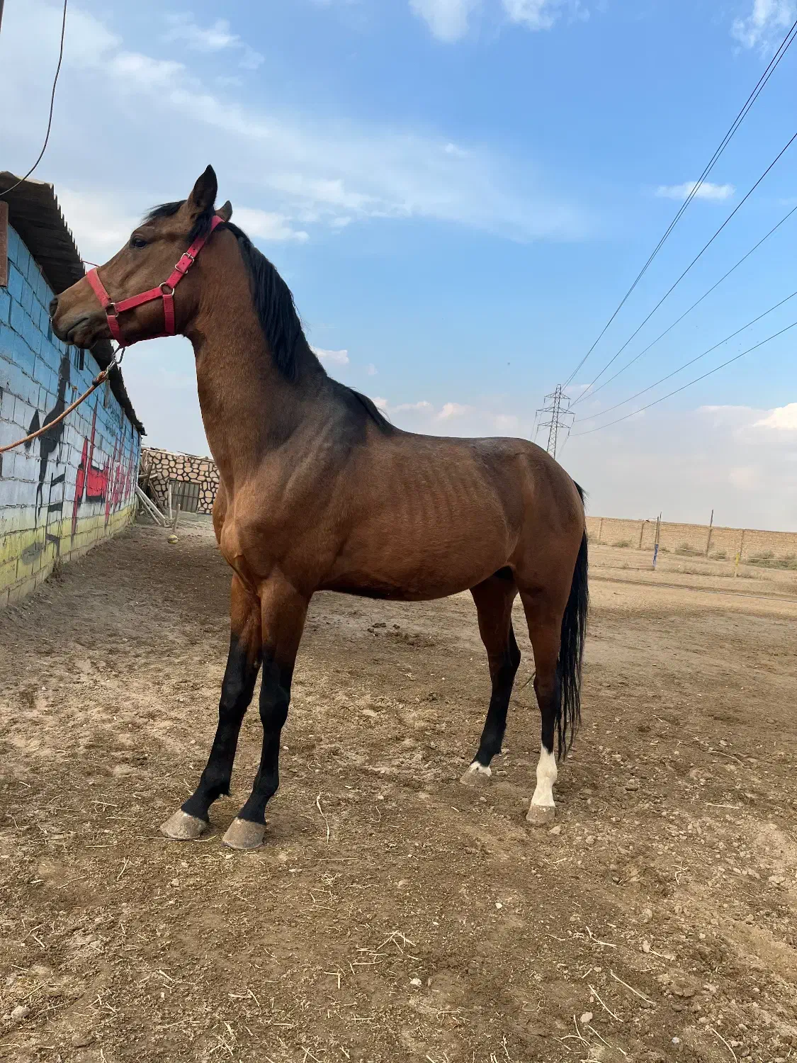 نریان ترکمن پرشی|اسب و تجهیزات اسبسواری|باقرشهر, |دیوار