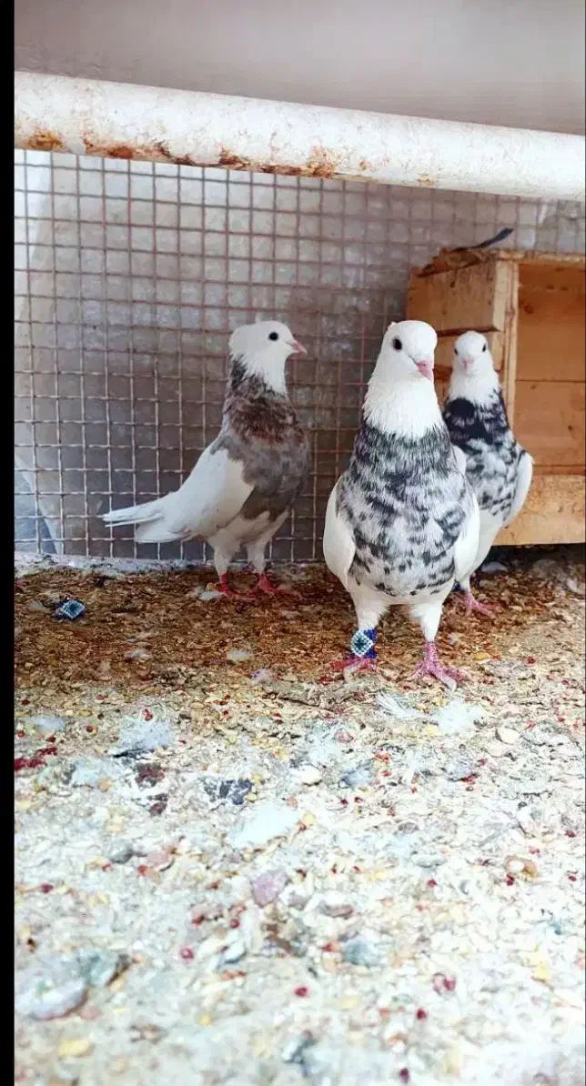 کبوتر|پرنده|کرمان, |دیوار