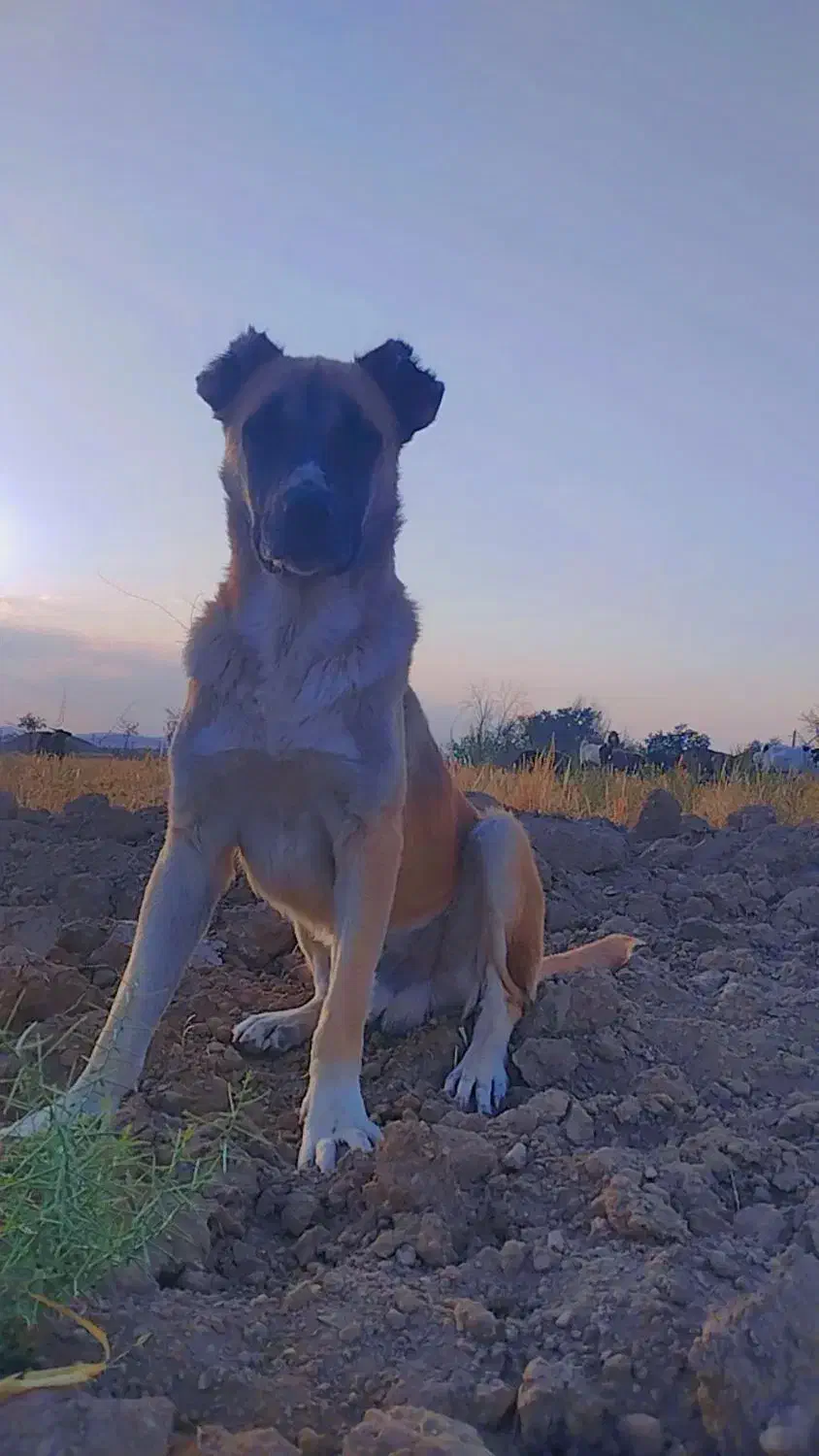 سگ افغان قیمت مناسب، دیوانه|سگ|میلاجرد, |دیوار