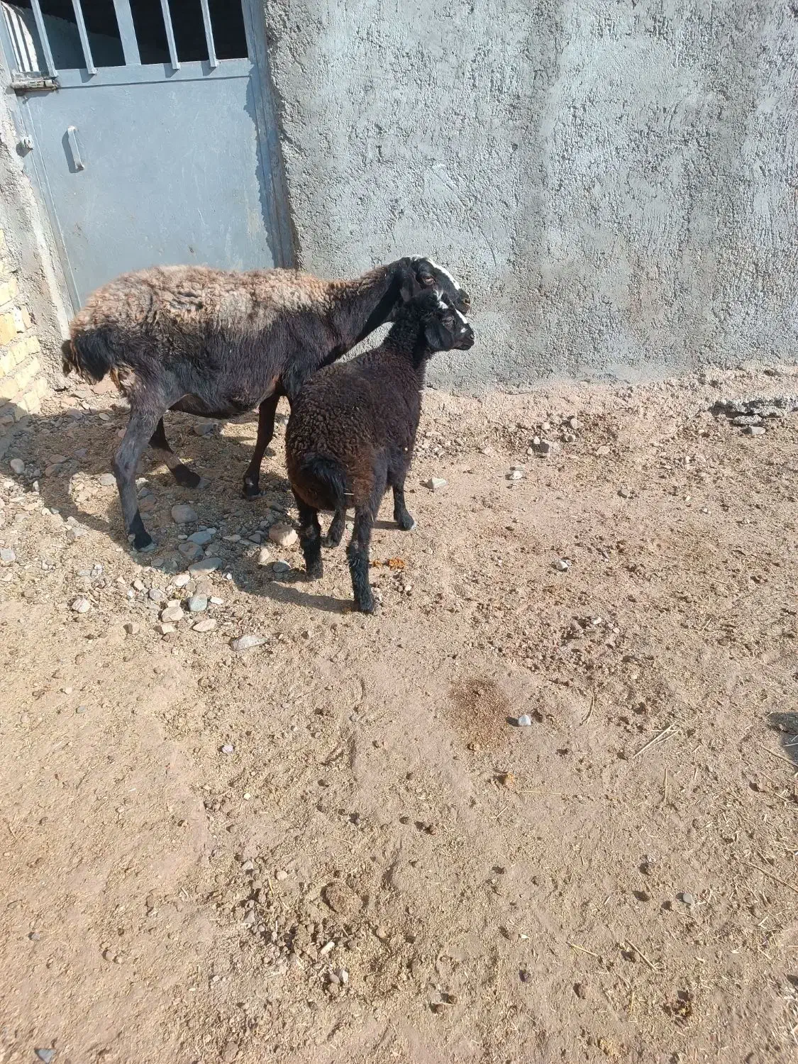 گوسفند بره دار|حیوانات مزرعه|بشاریات, |دیوار