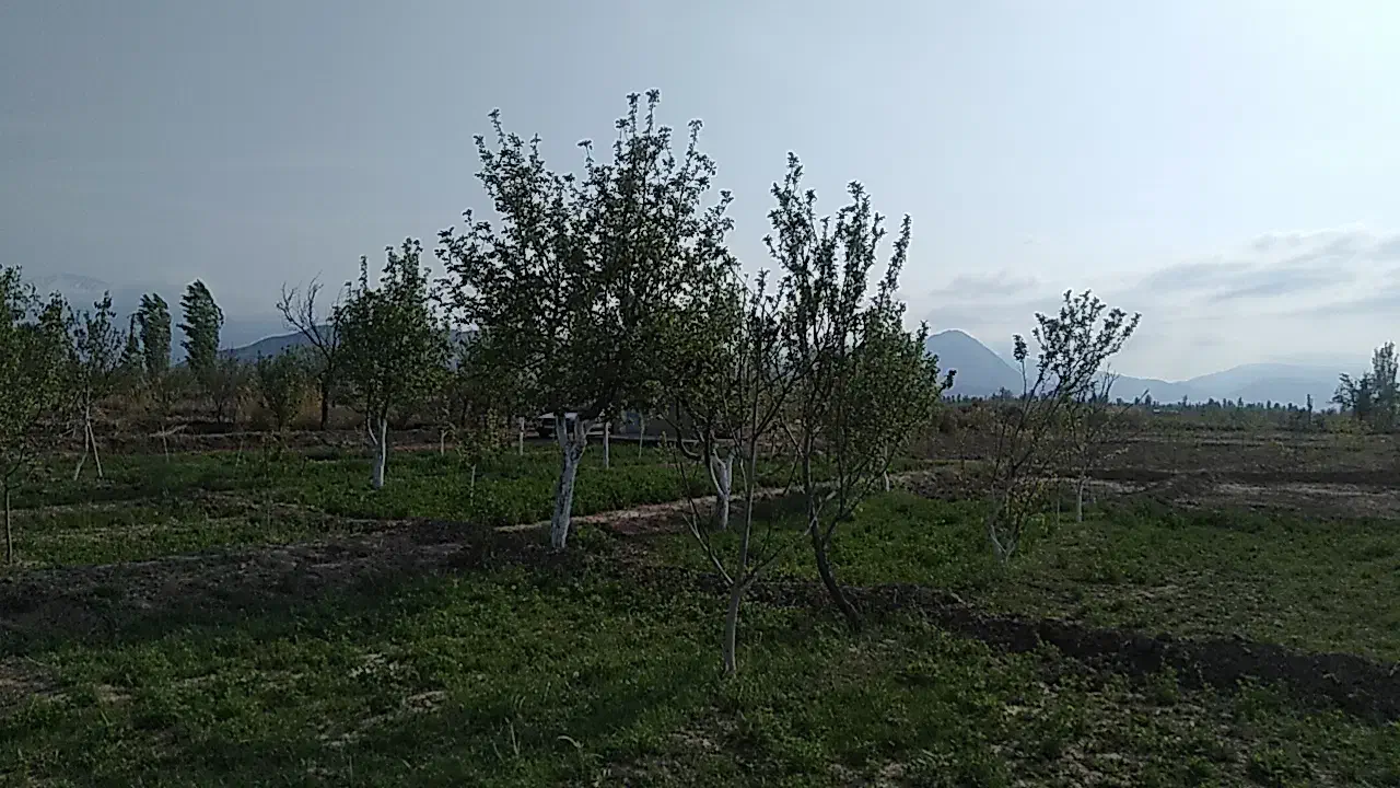 باغ ۶۰۵ متری|فروش زمین و ملک کلنگی|کشکسرای, |دیوار