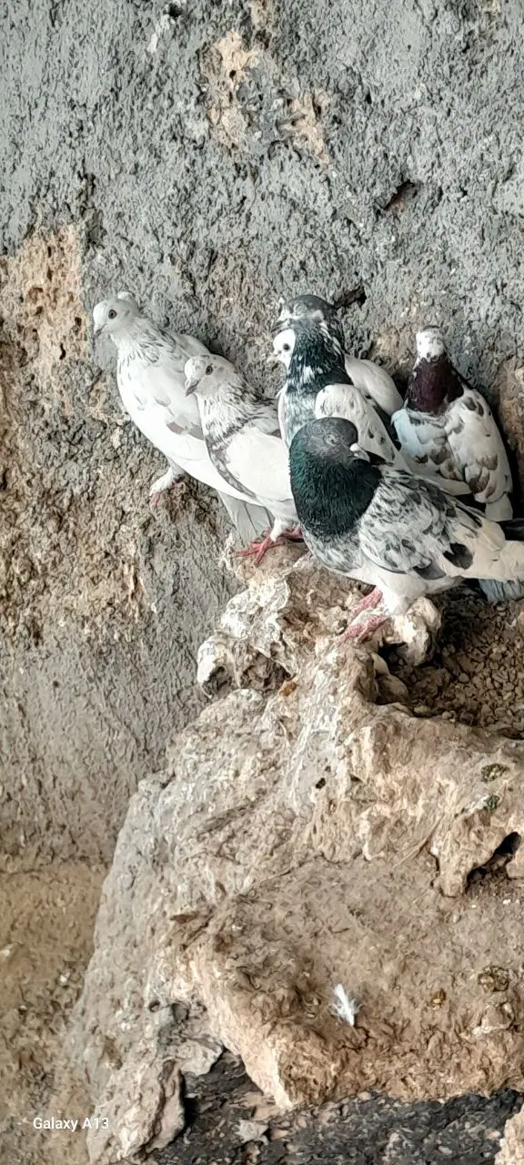 ۱۵۰۰۰۰۰۰|پرنده|شوط, |دیوار