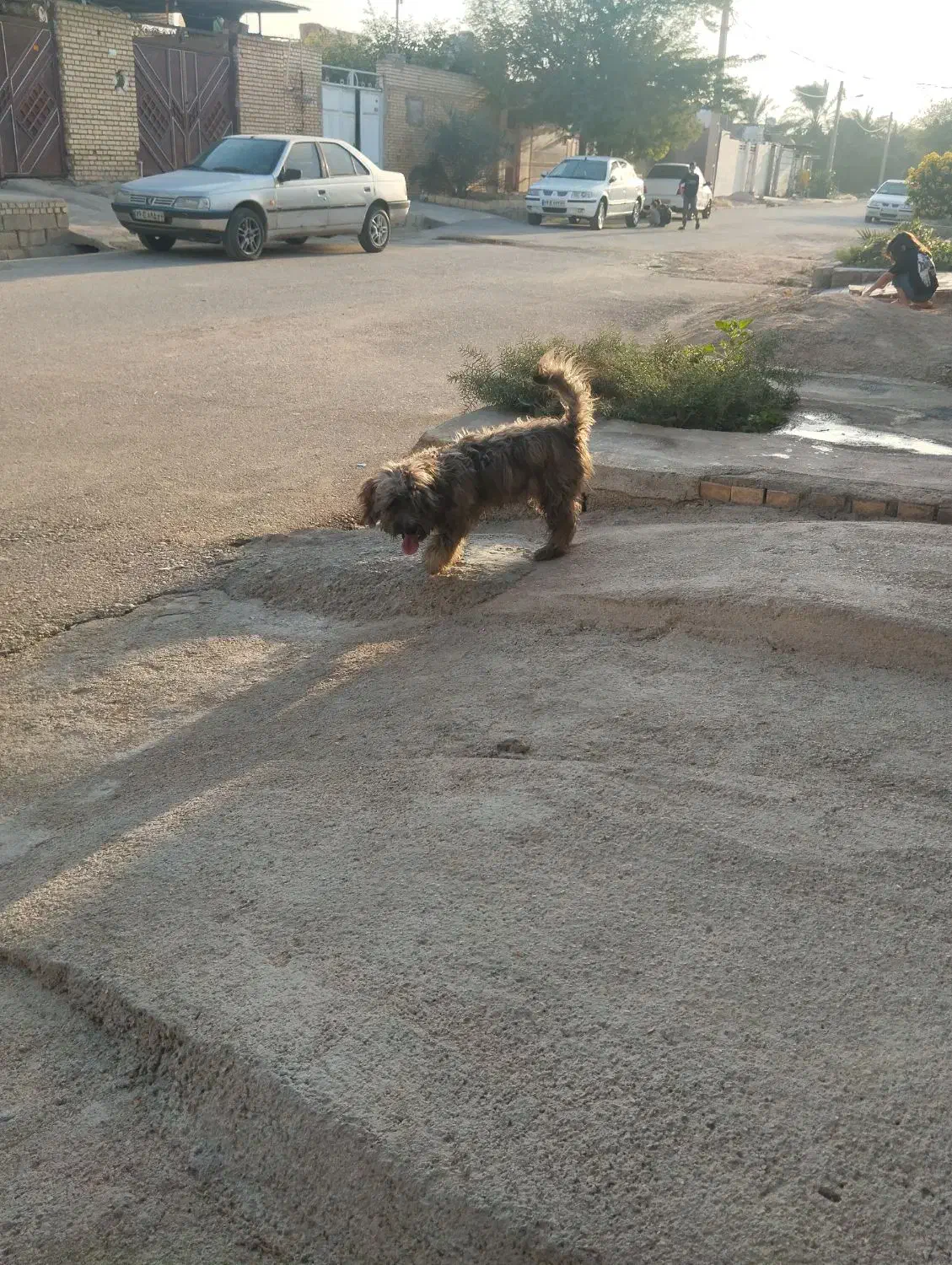 شگ شیتزو|سگ|امیدیه, |دیوار