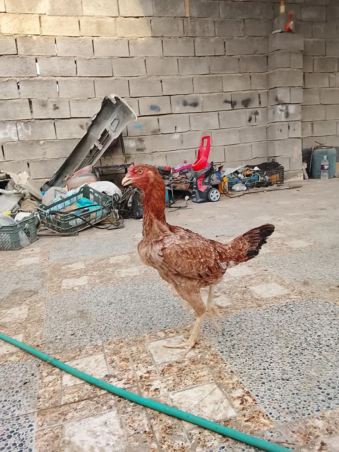 دوعدد ماده بسیار ذات بالا|حیوانات مزرعه|میناب, |دیوار