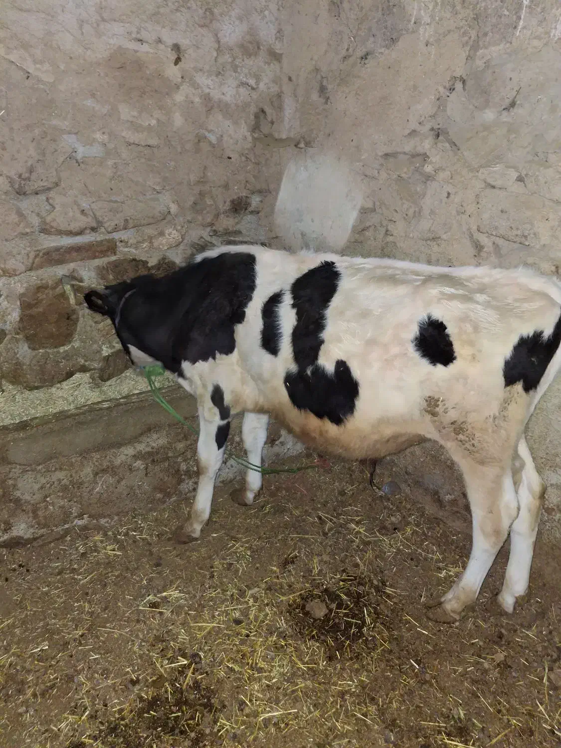 گوساله نر|حیوانات مزرعه|دهگلان, |دیوار