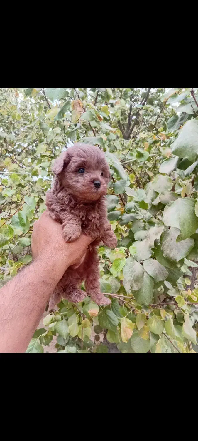 توله آپارتمانی|سگ|هشتگرد, هشتگرد قدیم|دیوار