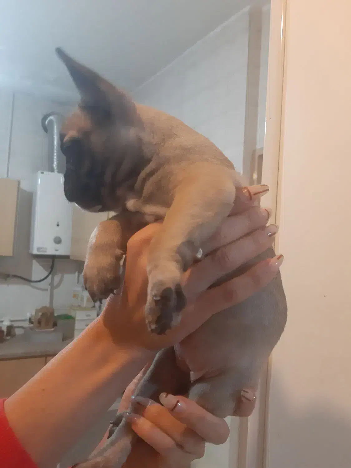 فروش سگ نژاد فرنچ بولداگ|سگ|شاهینشهر, شهرک گلدیس|دیوار