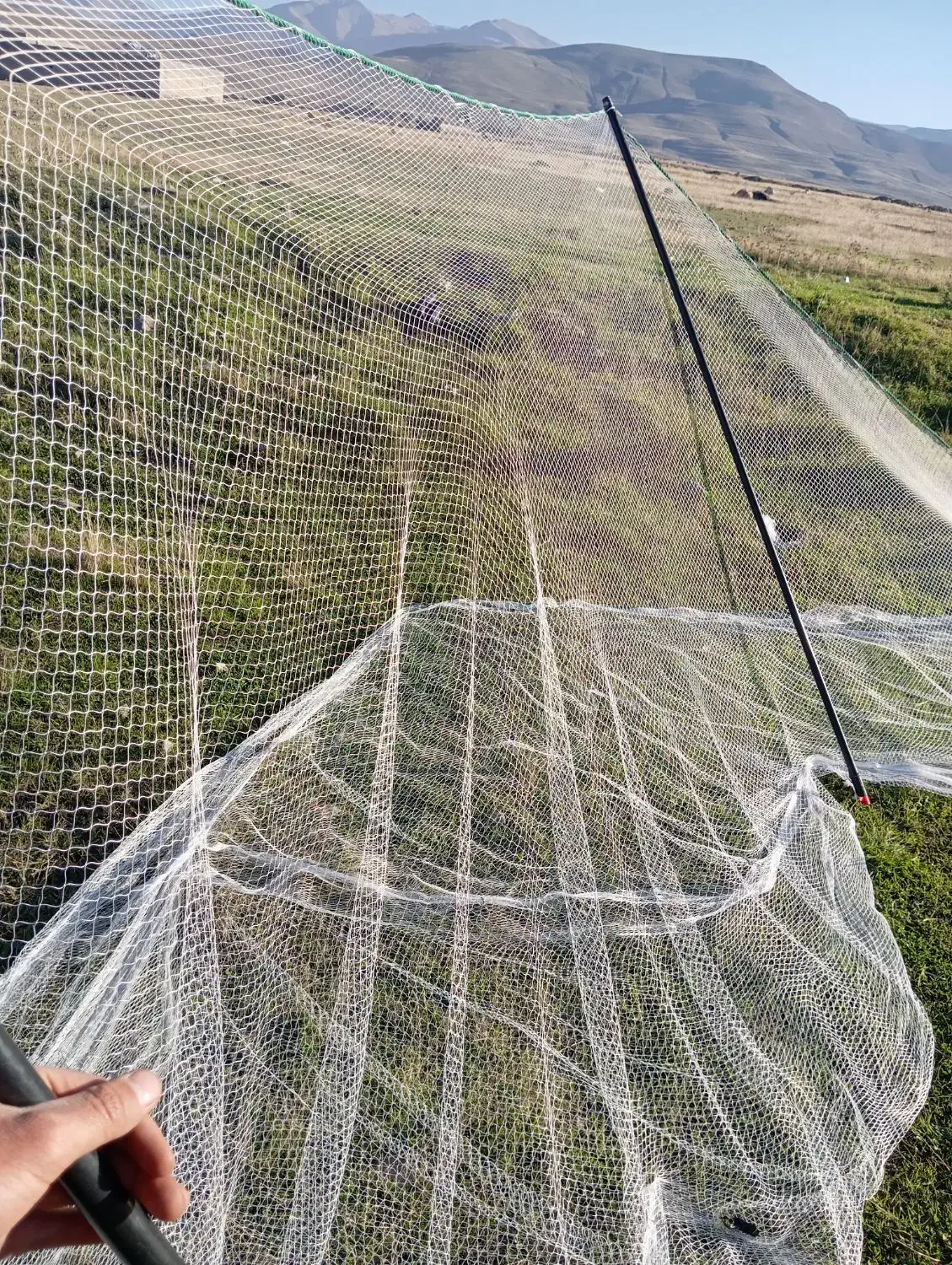 سهره نر تور بزرگ سهره|پرنده|مشگین شهر, |دیوار