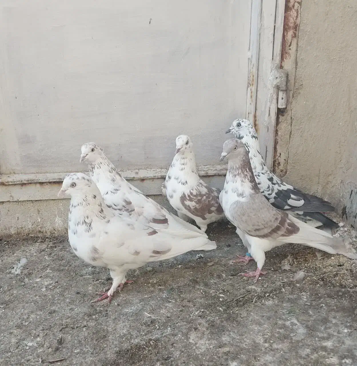 کبوتر|حیوانات|قم, چهل اختران|دیوار