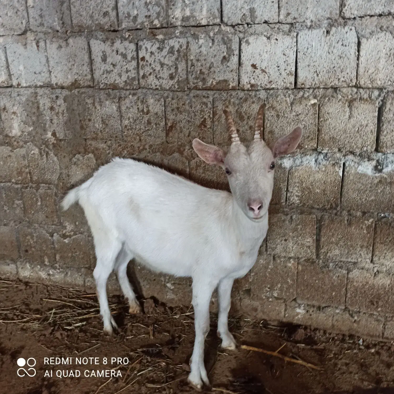 فروش بز سانن|حیوانات مزرعه|میاندوآب, |دیوار