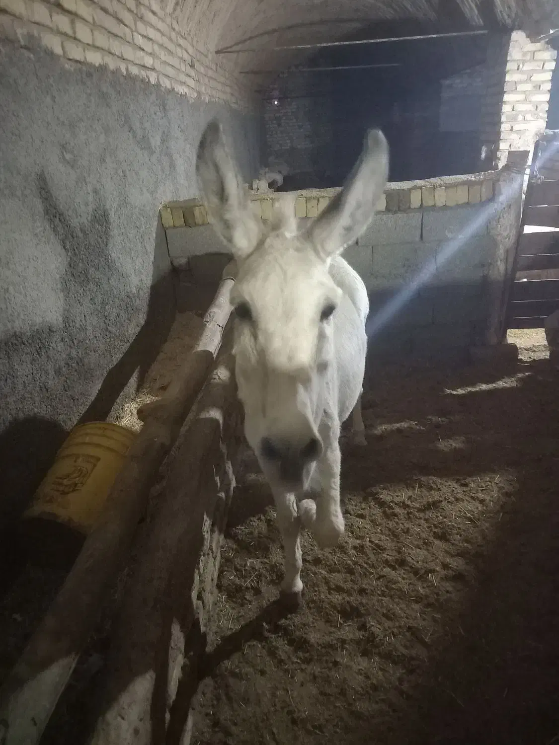 الاغ|حیوانات مزرعه|اراک, |دیوار