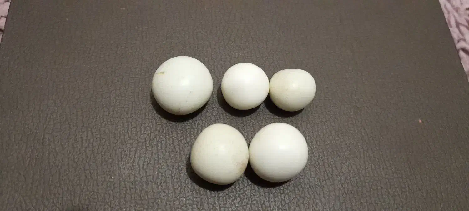 سنگ الماس آسیاب اصل|جواهرات|گرگان, |دیوار