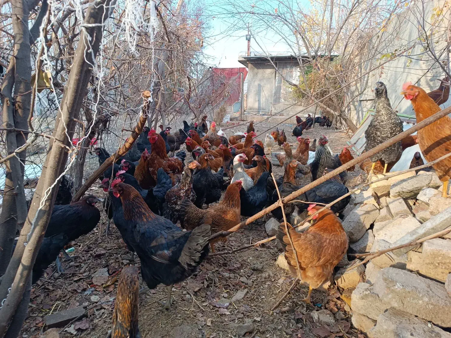 مرغ جوان تخم گذار|حیوانات مزرعه|کنگاور, |دیوار